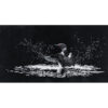A loon, mid-landing on a lake in darkness. White ripples surround it. Its wings splash white water droplets into the air.