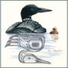 A mother loon beside her chick, floating on a calm stream. Both their reflections are stylized with Native line-art